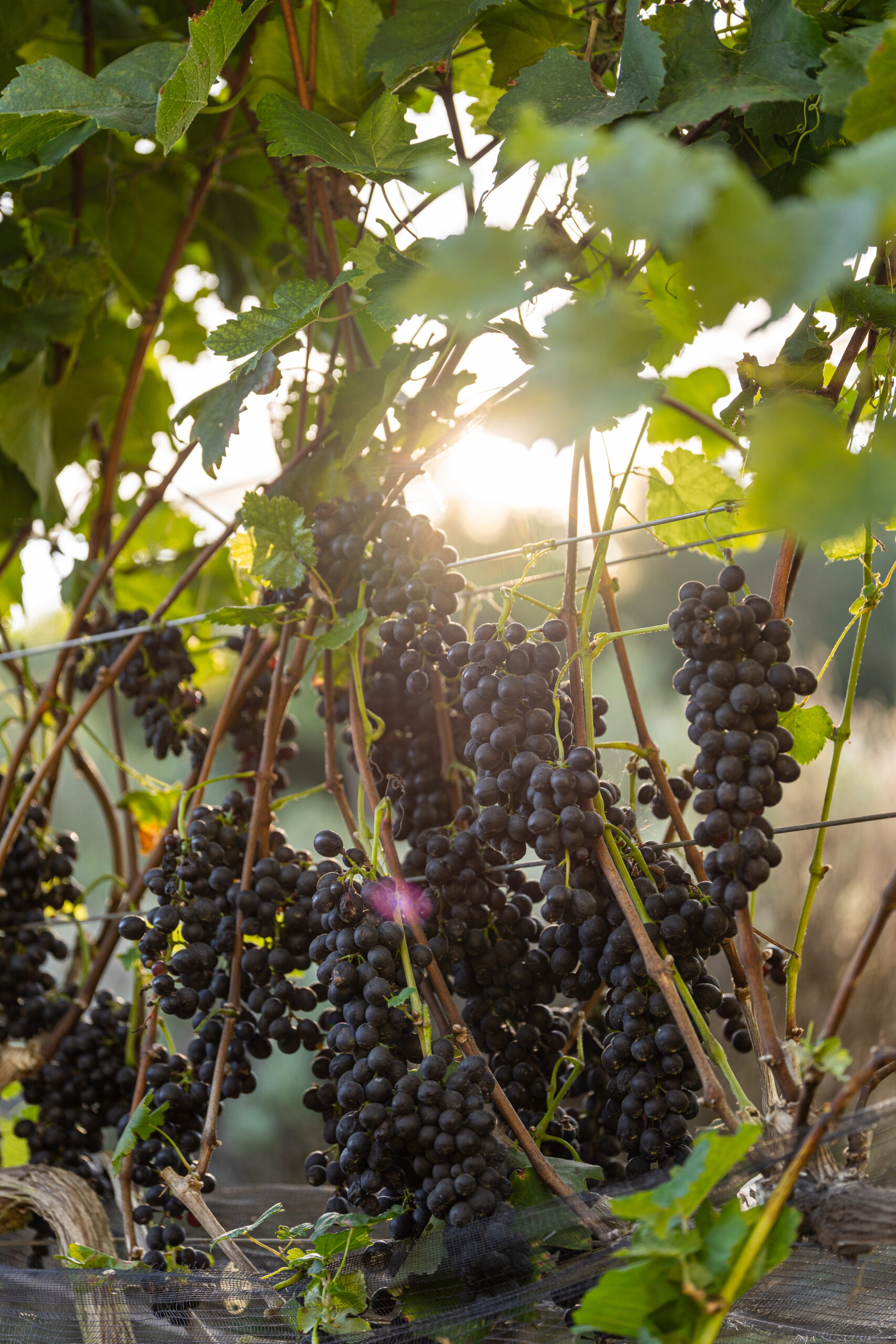 Dupla poda: a técnica que revolucionou os vinhos de inverno na Serra da Mantiqueira