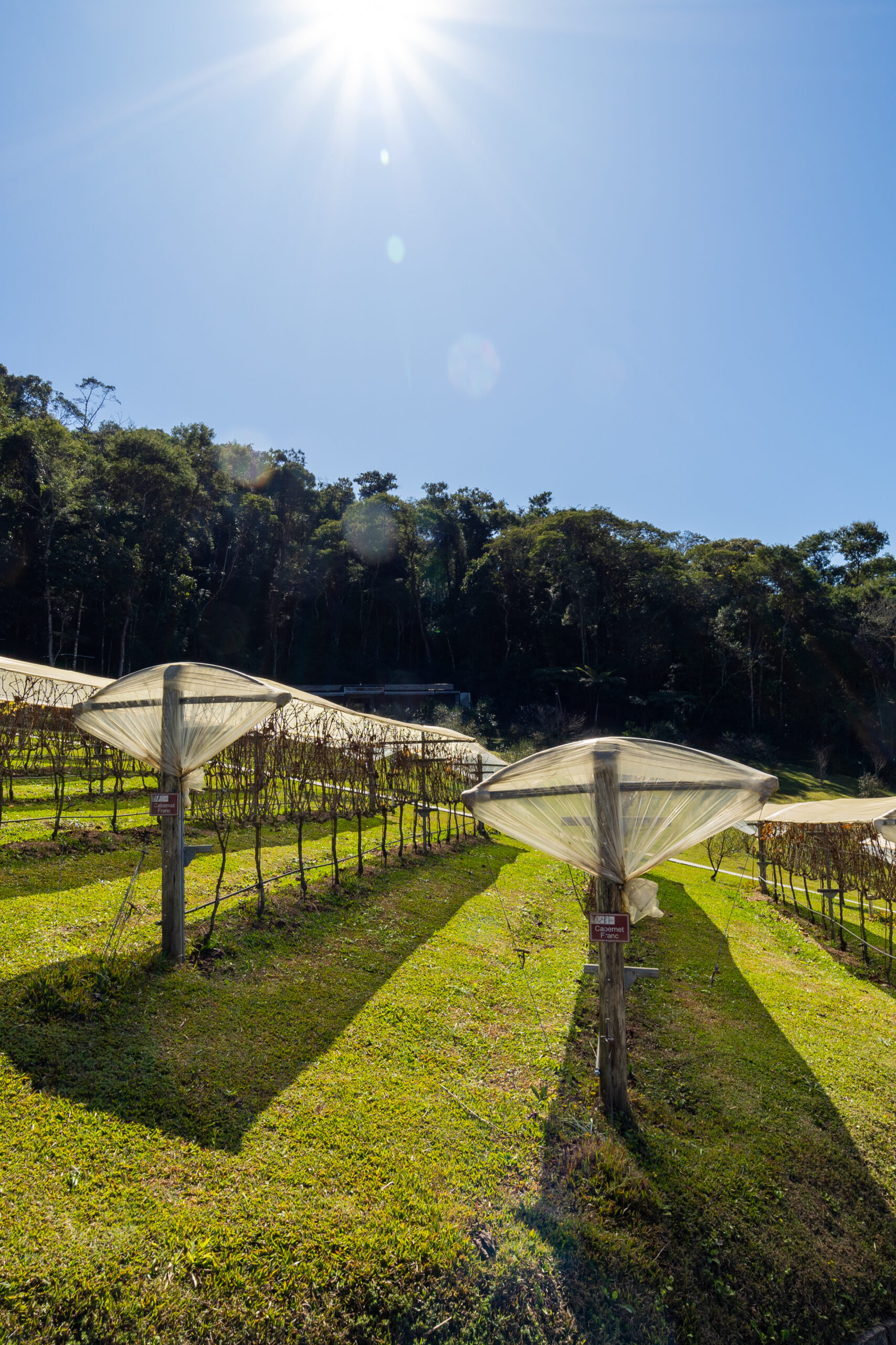 O terroir da Serra da Mantiqueira: a origem dos vinhos da Vinícola Essenza