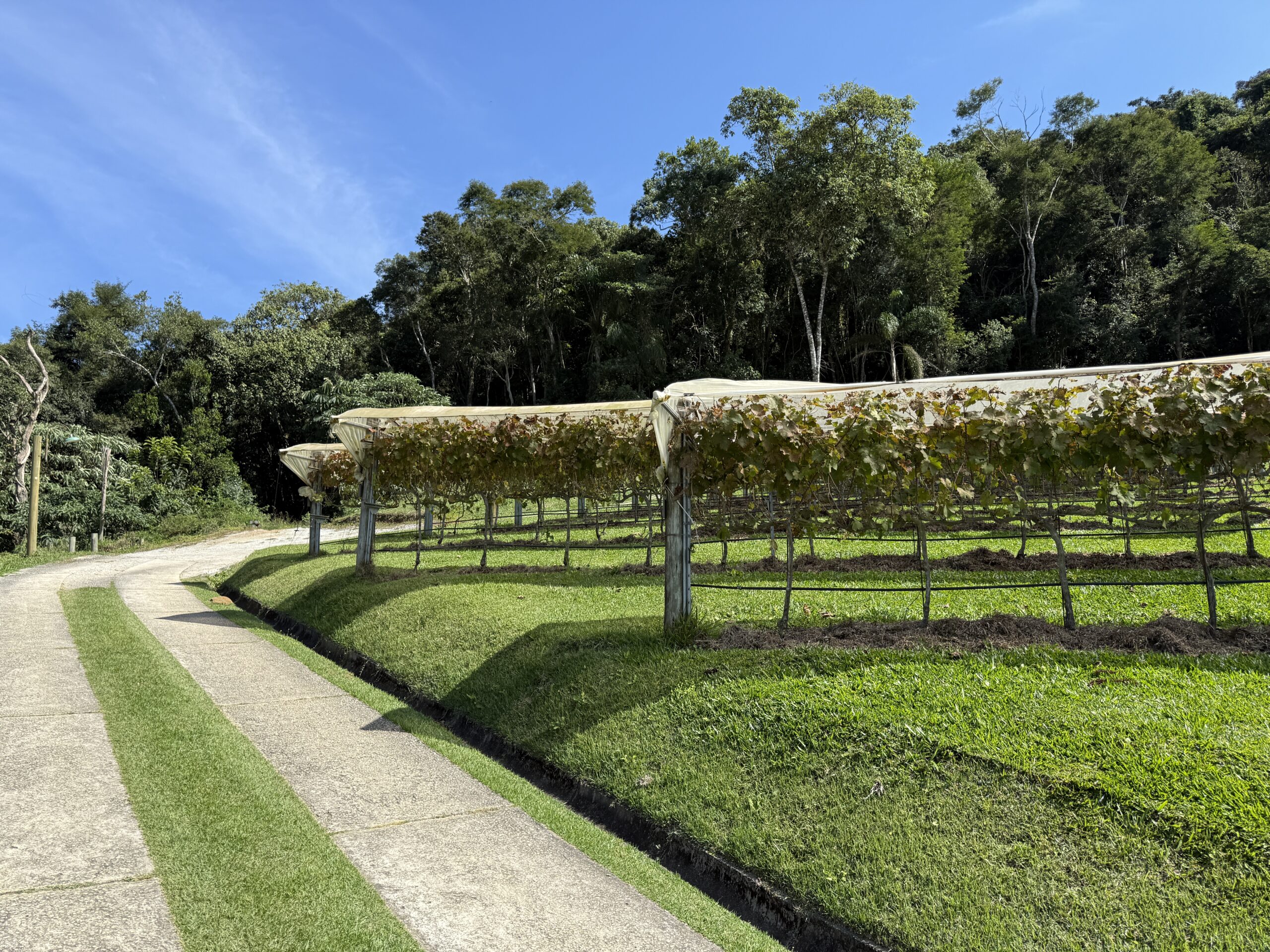 Vinhos de altitude: por que eles são mais elegantes e valorizados?