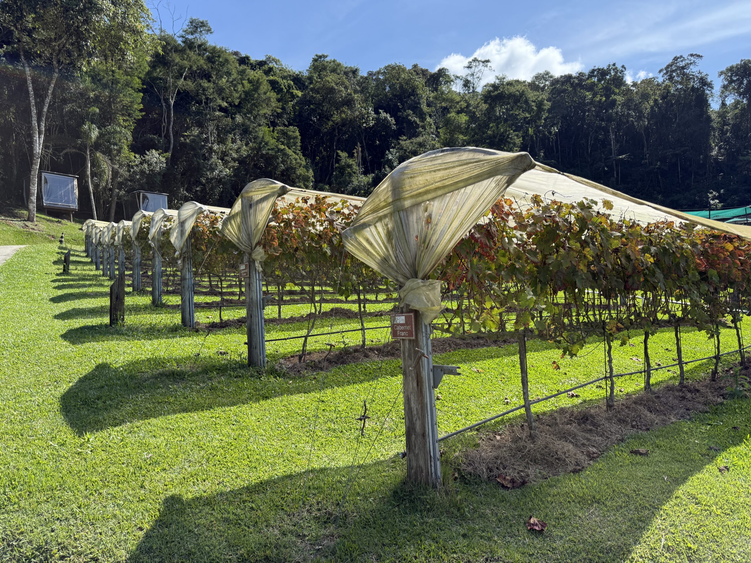 Enoturismo na Serra da Mantiqueira: desenvolvimento, experiências e o papel da Vinícola Essenza