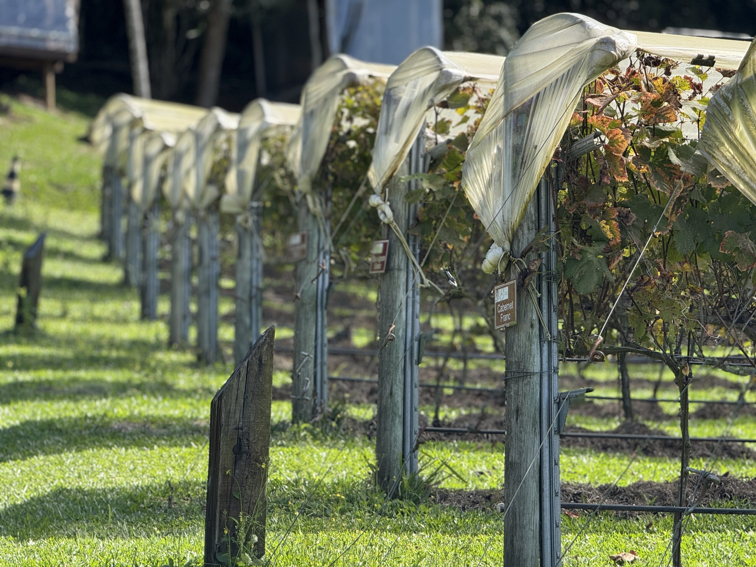 Vinhos de Altitude da Serra da Mantiqueira: a Tradição da Colheita de Verão na Essenza
